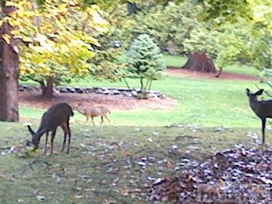  Deer in Lithia Park 