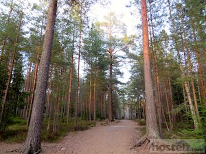  Forest Trails in Karlstad 