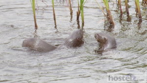 Otters in Lake Bunyonyi 