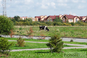  Cows in the city area of Veliky Novgorod 