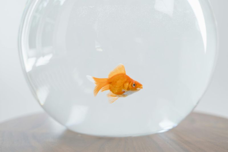 fishbowl