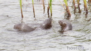  Otters, Lake Bunyonyi, Kabale 