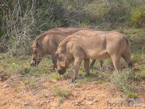  Addo Elephant National Park: warthogs 