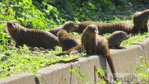  Banded Mongoose 