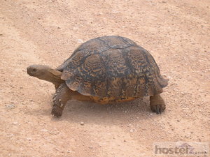  Addo Elephant National Park: tortoise 