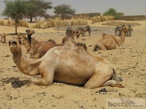  Camel Market 
