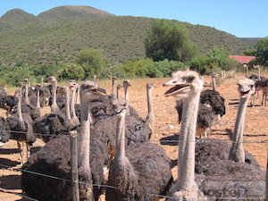  Ostriches near Oudtshoorn 