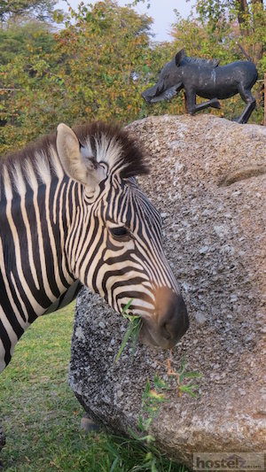  Zebra at Lake Kariba 