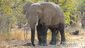  Elephant at Lake Kariba 