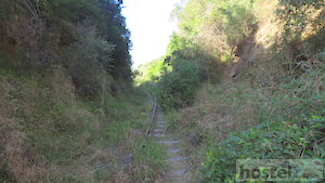  Overgrown railway line 