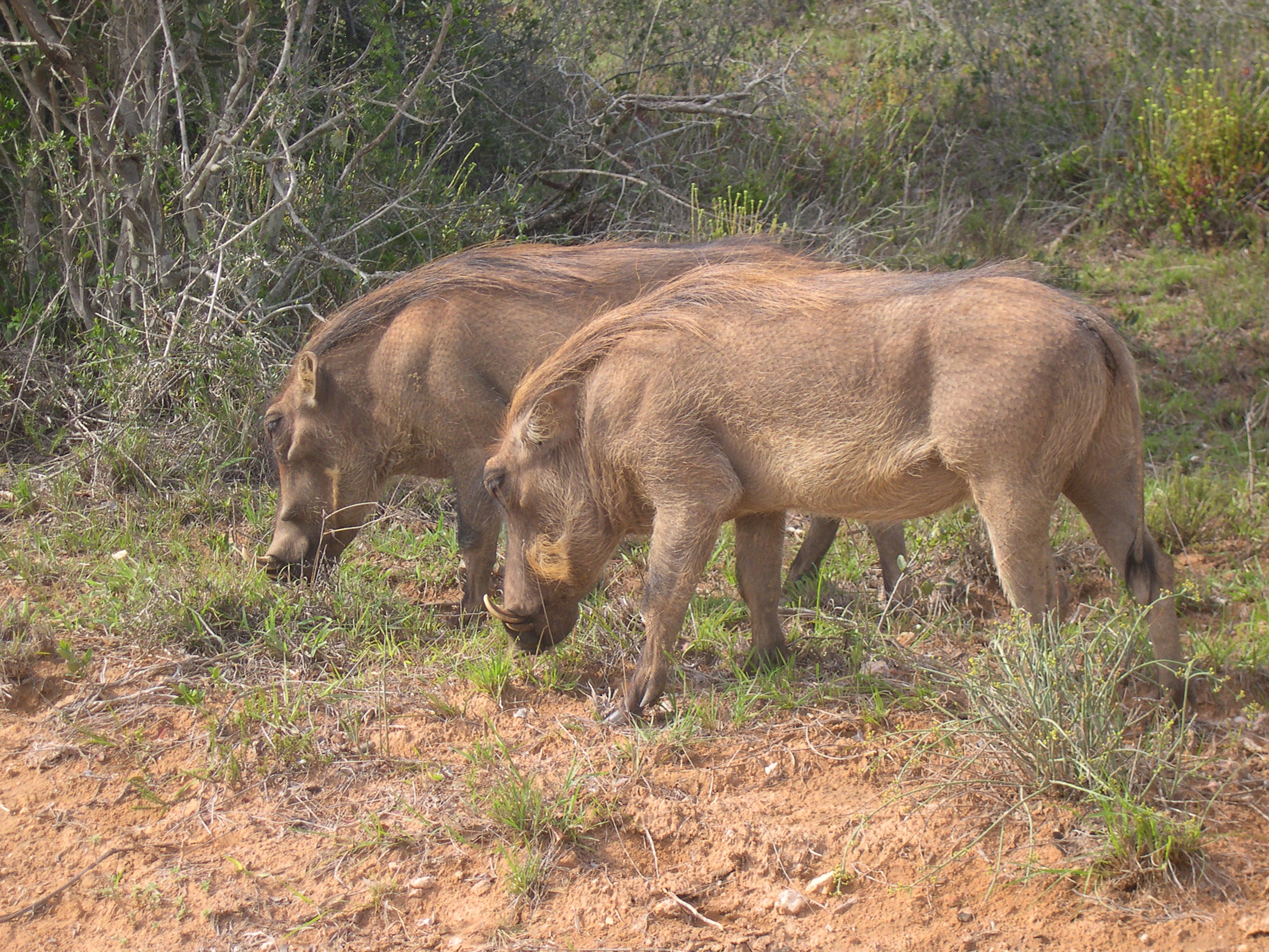 Where to stay in Addo on a budget