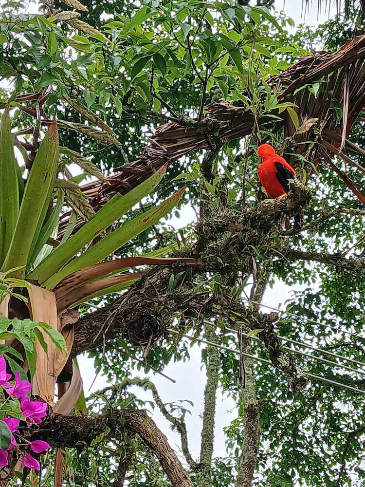 Vista Farallones Hostel, Jardin