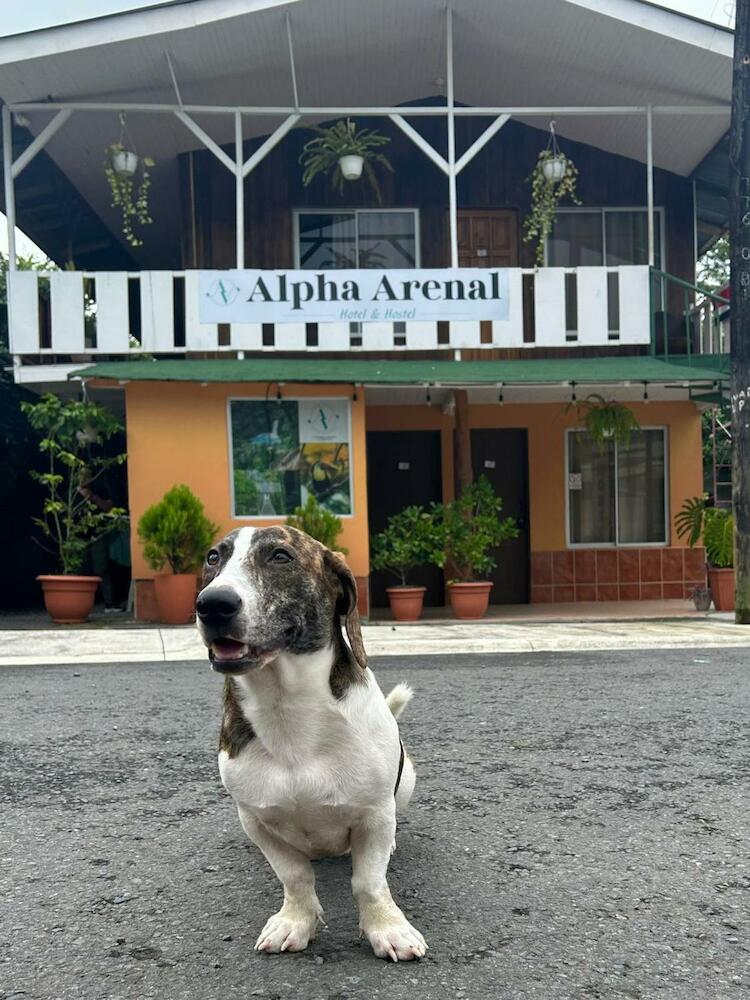 Alpha Arenal Hostel, La Fortuna