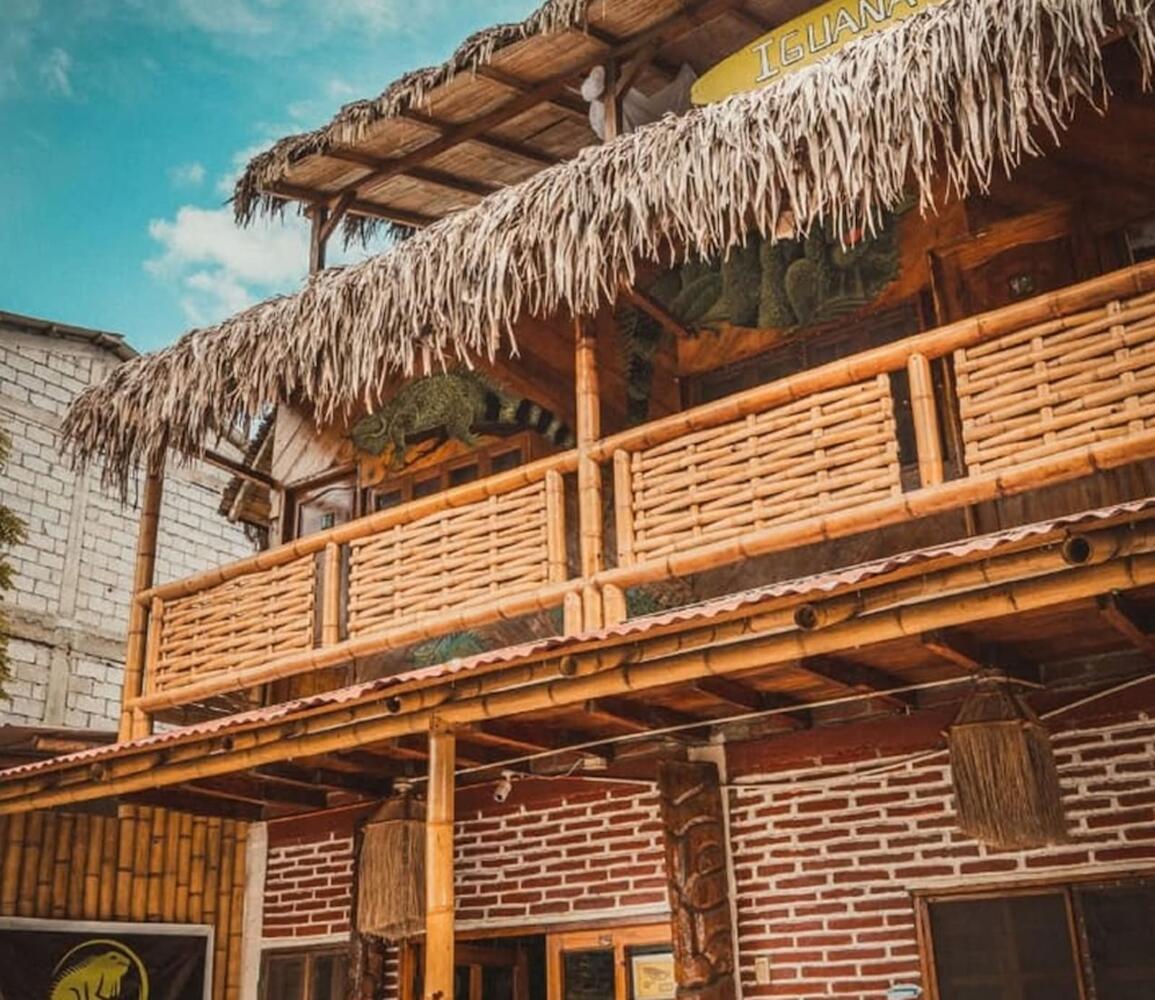 Iguana Montañita