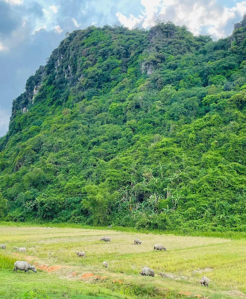 Huy Homestay, Phong Nha