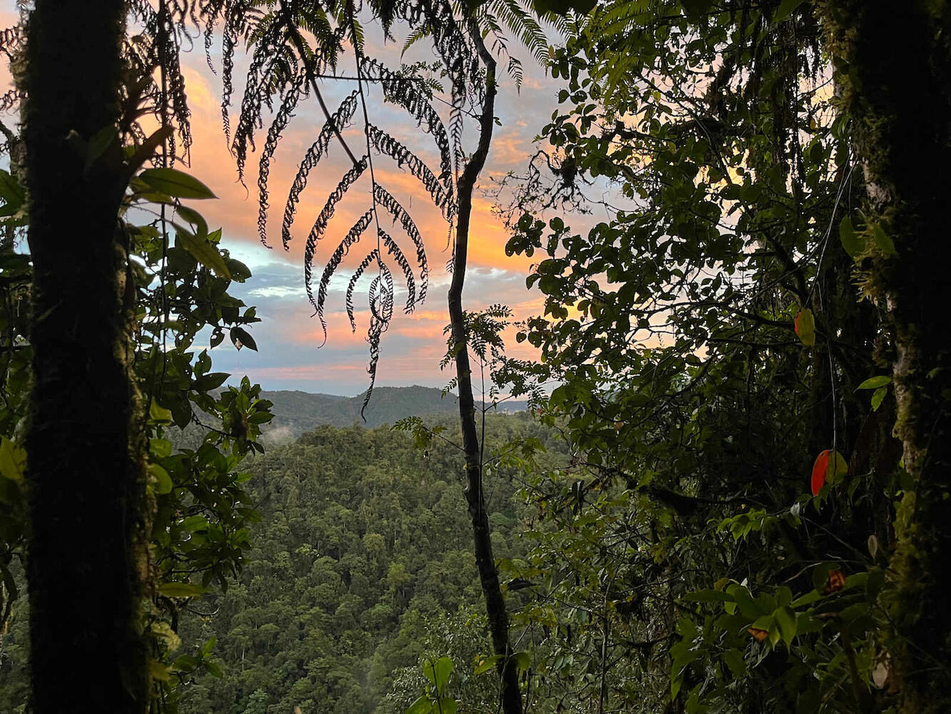 Reserva Las Tangaras, Mindo