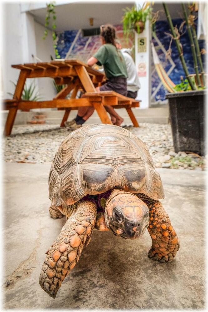 ATMA Hostel & Yoga, Huanchaco