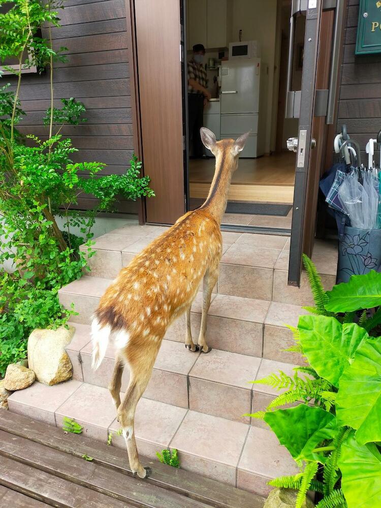 Deer hostel - Nara Old Town - 英語予約限定, Nara