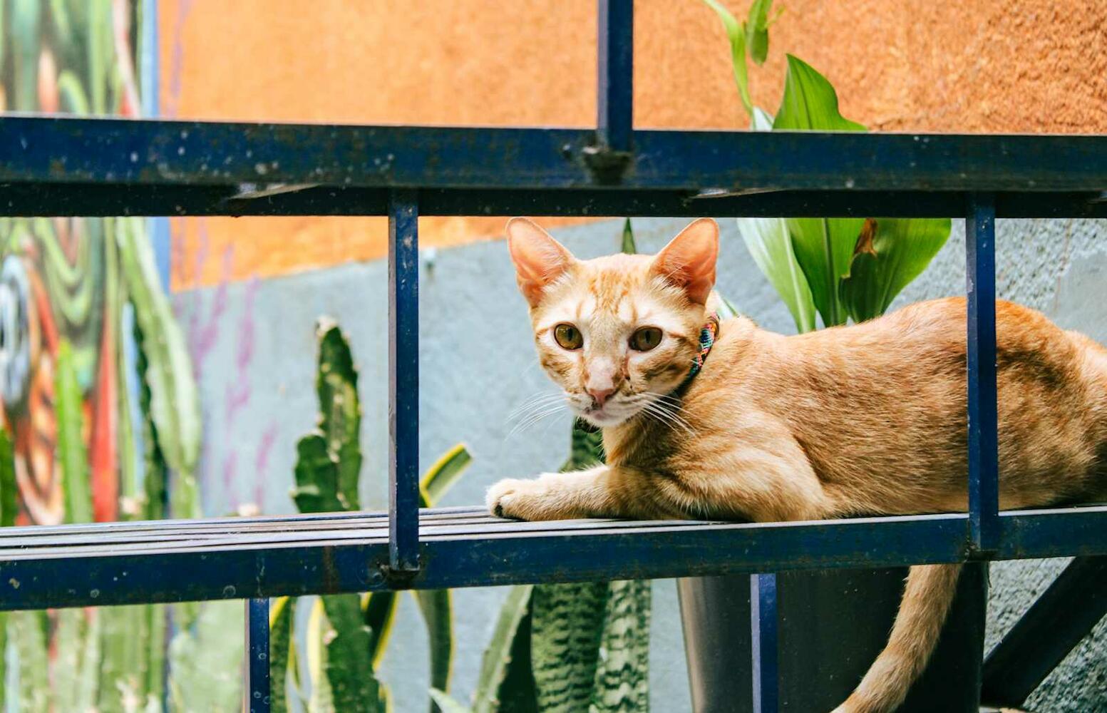 Chante, Puerto Escondido
