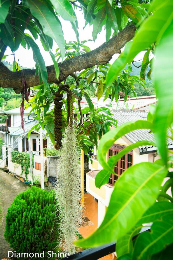 Diamond Shine, Kandy