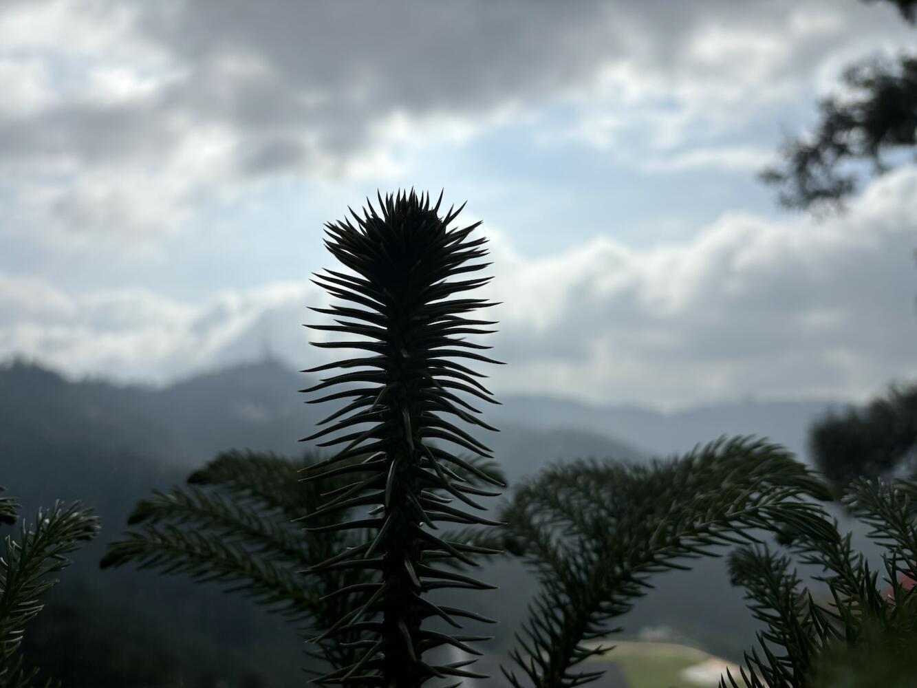 Zu-zu Hostels, Shimla