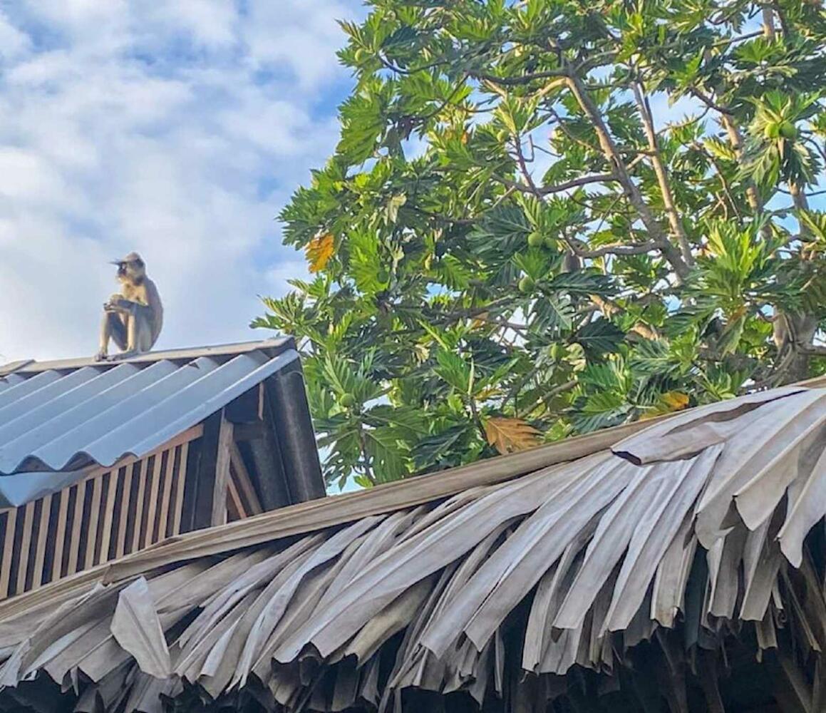 Indigo Summer Hostel, Arugam Bay