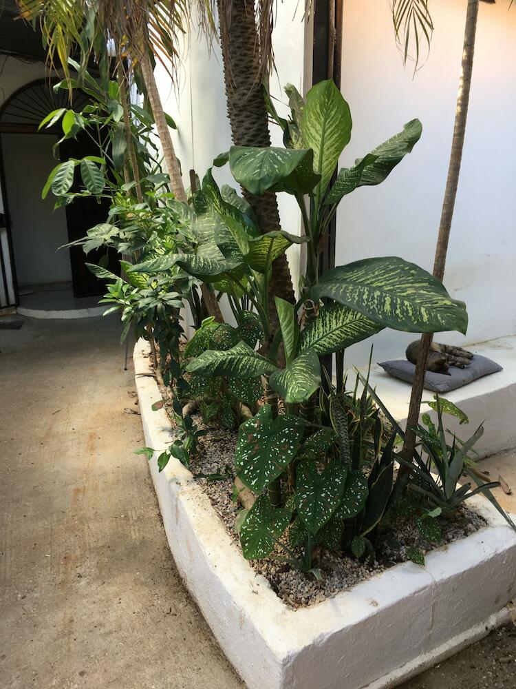 Pura Vida Hostel, Tamarindo