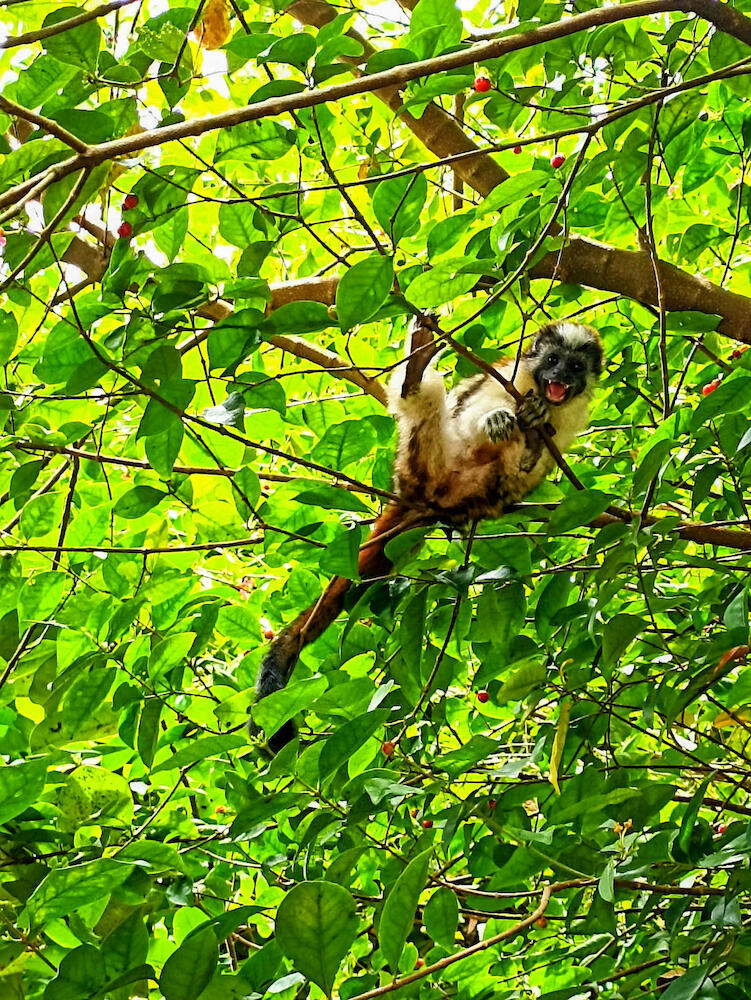 Hostal La Bohemia, Capurganá