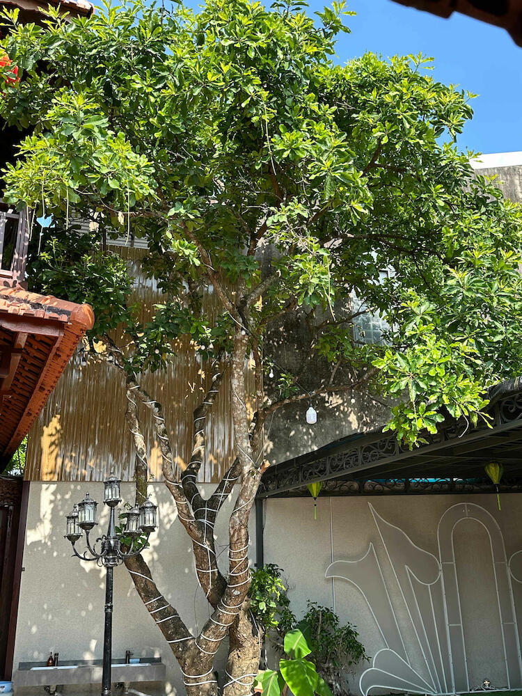 Mai Vien Homestay, Hue