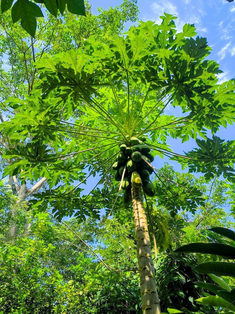 Hostal La Bohemia, Capurganá
