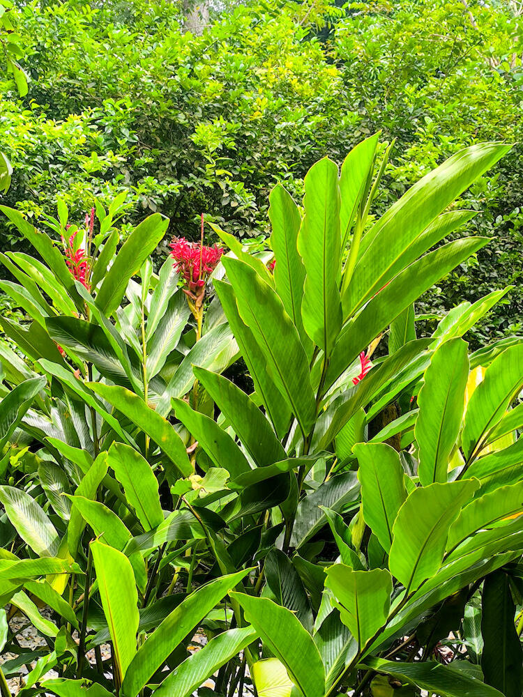 Hostal La Bohemia, Capurganá