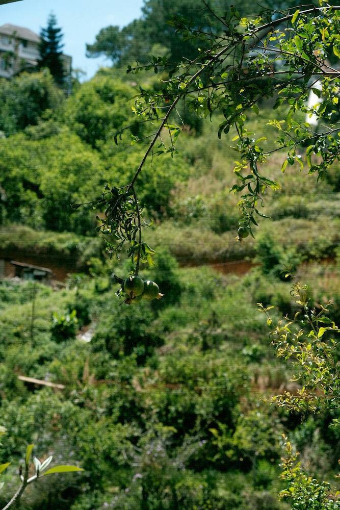 The Aird&d, Dalat