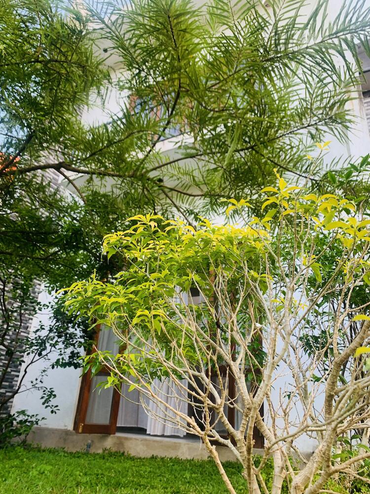 Jungle city Hostel, Galle