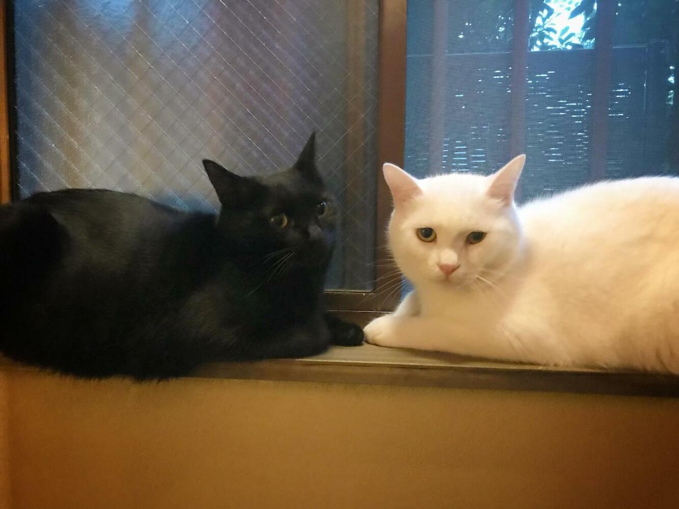 Mad Cat Hostel