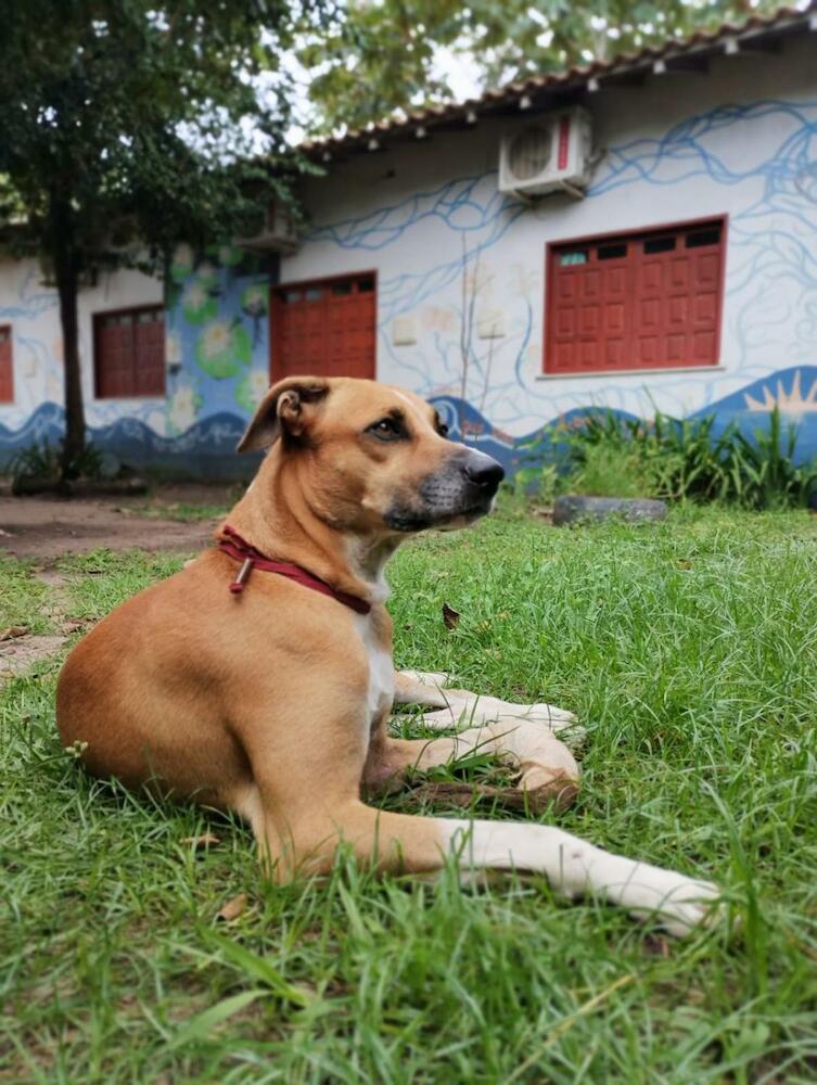 Alter Caju Hostel, Alter do Chão
