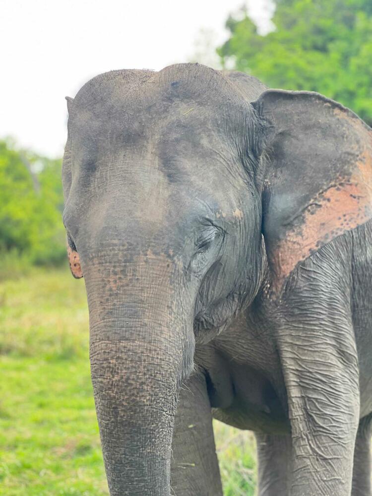 Hakuna Matata Hostel, Sigiriya