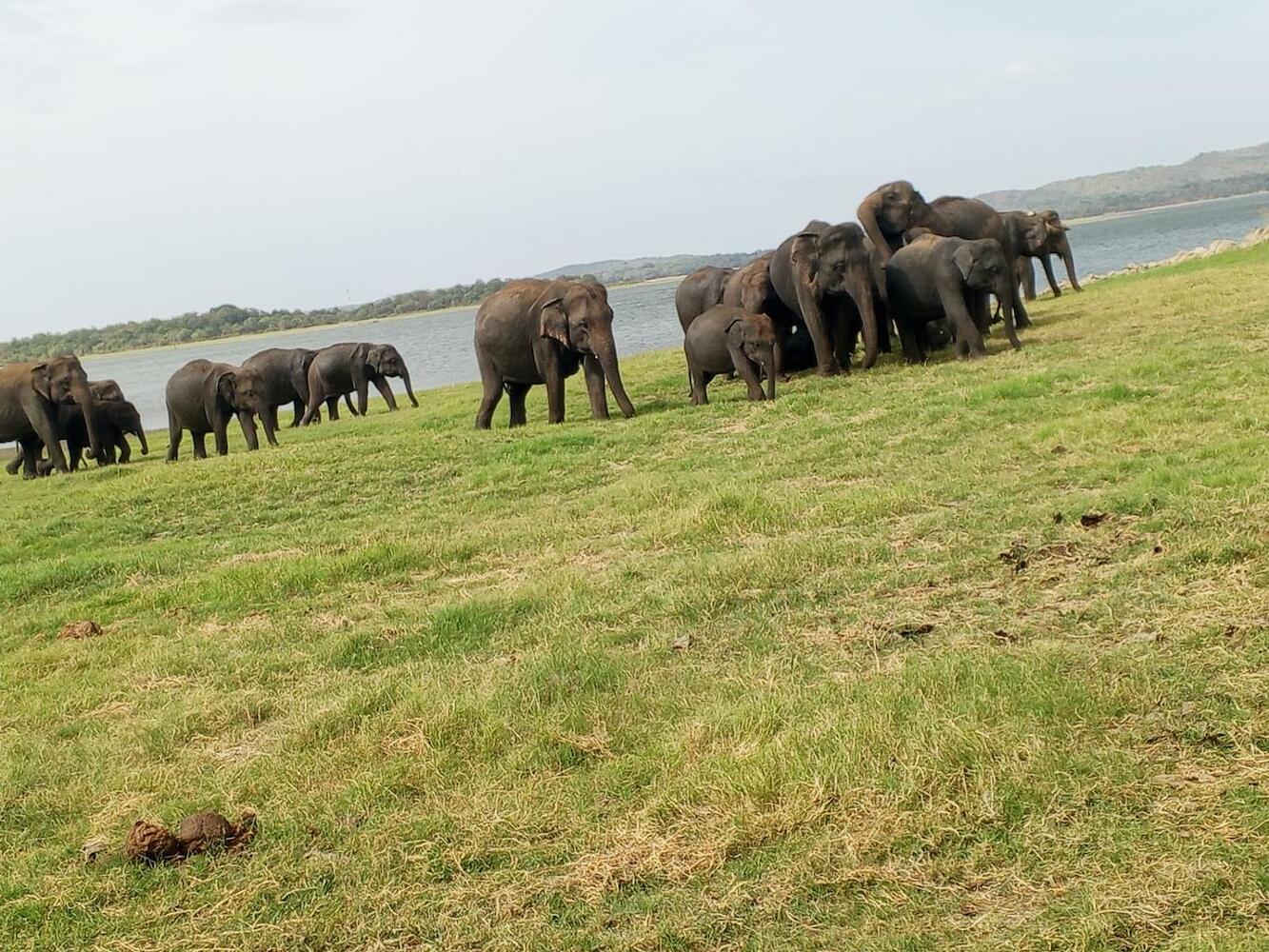 Sigiriya Cashew Nuts Land Hostel, Sigiriya