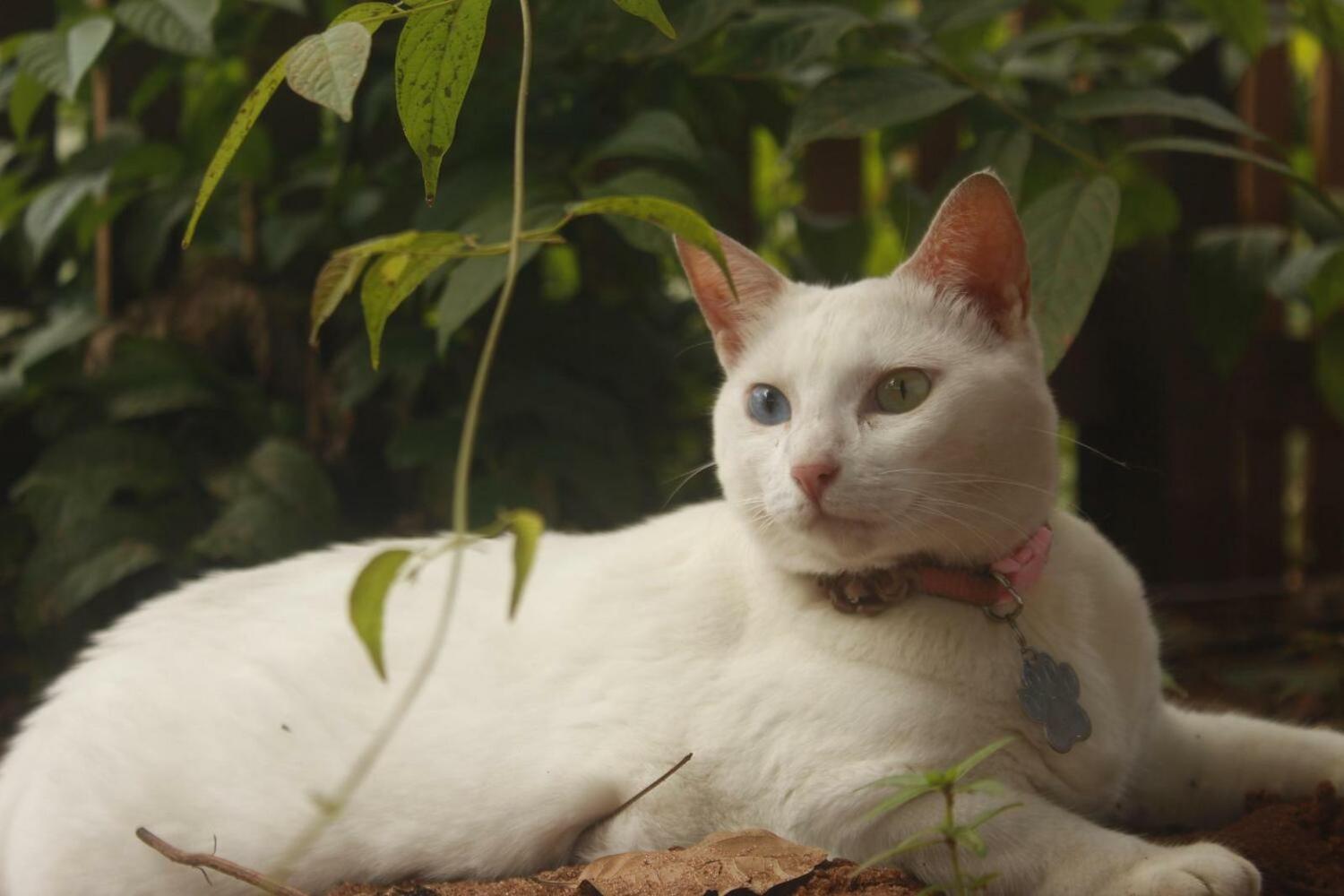 Alter Caju Hostel, Alter do Chão