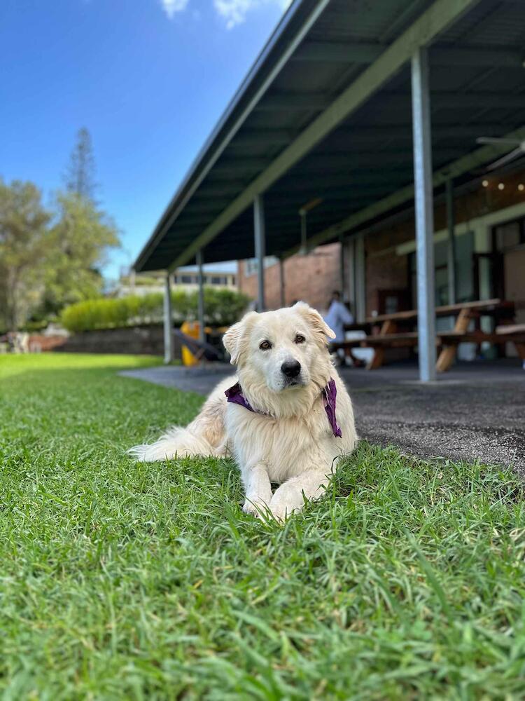 Life In Byron, Byron Bay