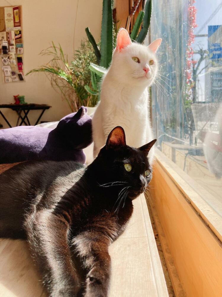Mad Cat Hostel