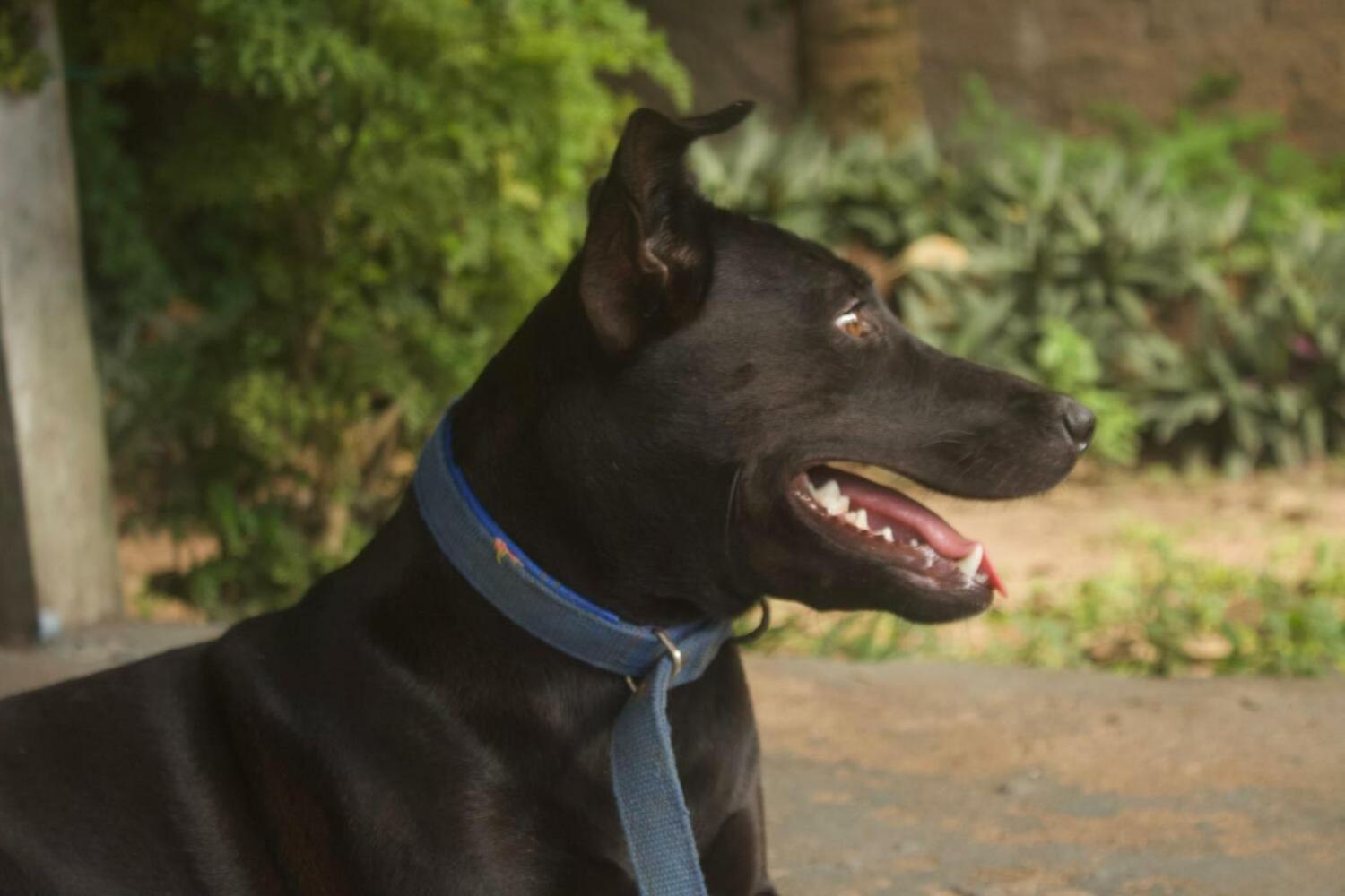 Alter Caju Hostel, Alter do Chão