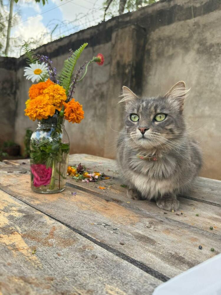 Indovu Wellness Retreat, Nairobi