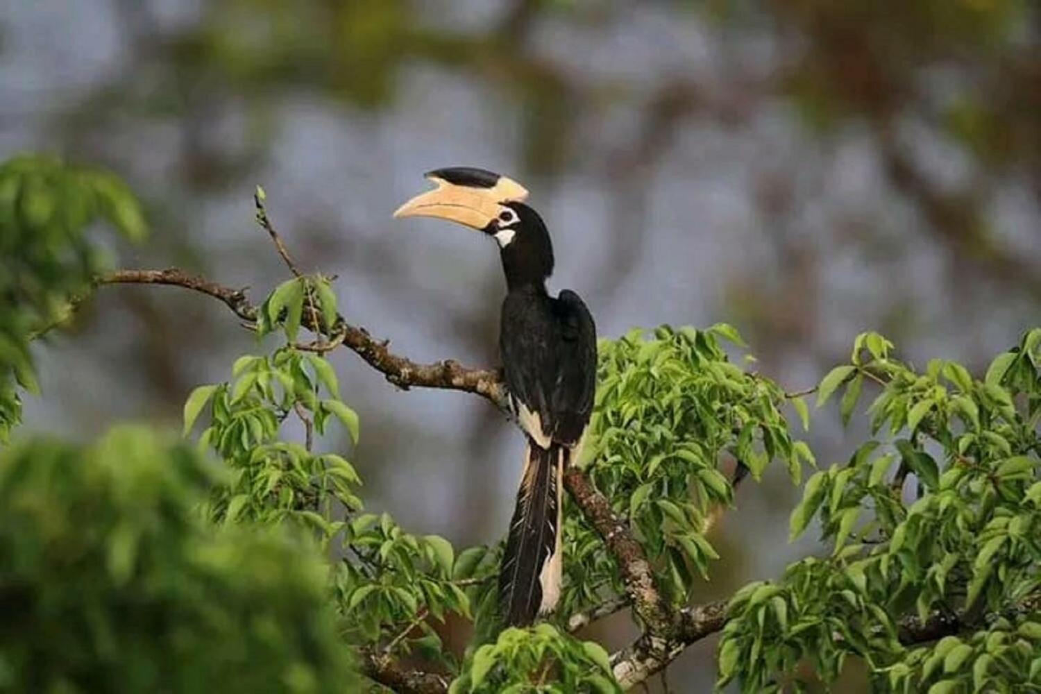 Sigiri Birds Hostel
