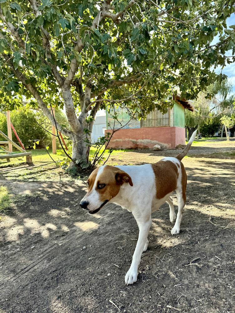 Granja Tia Nora