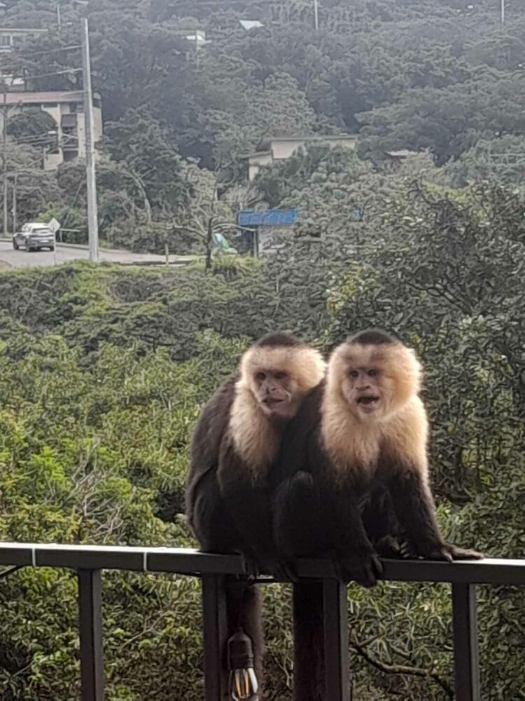 Monteverde Monkey Hostel, Monteverde