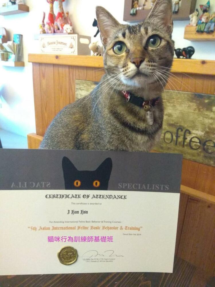 貓咪民宿Mini館-中午即可入房No681, Taitung City