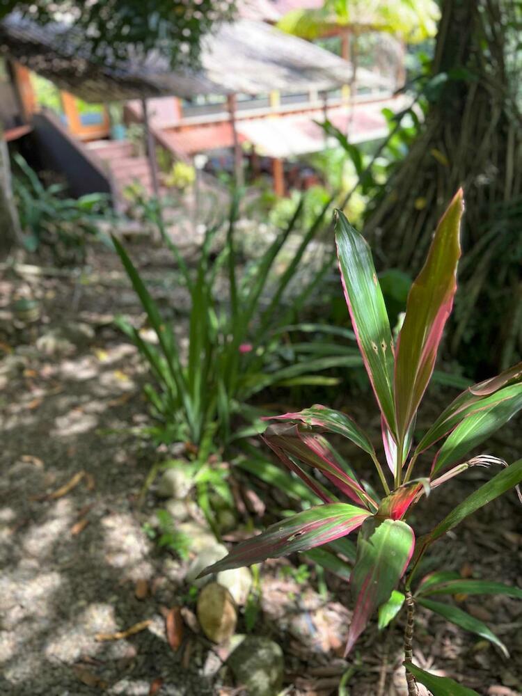 Svastha | Yoga & Ayurveda Cafe, Puerto Viejo de Talamanca