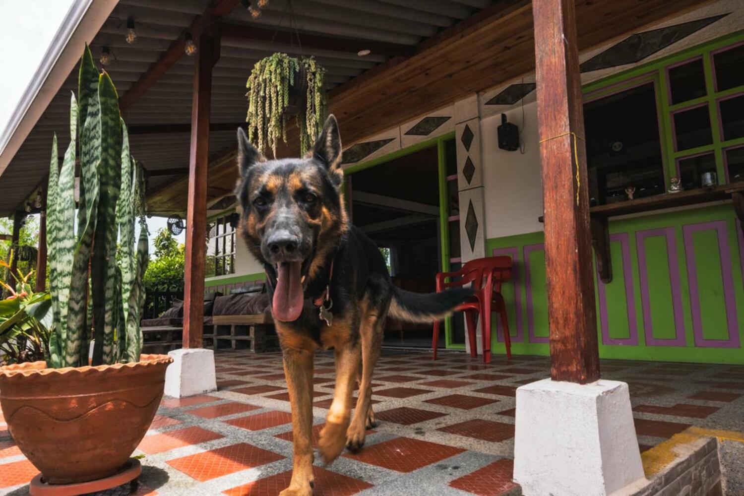 Cattleya Trianae, Salento