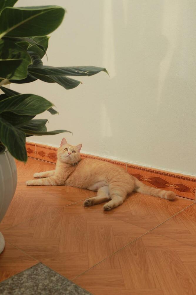 Lazy Cat Homestay - Motorbikes Rental & Tours