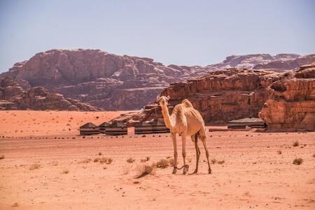 Bedouin Nomads Adventure